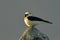 Black-eared wheatear on a rock