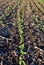 Black earth field with green sunflowers plant rows, Ukraine