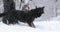 Black East European Shepherd (veo) Dog During Obedience Training. East European Shepherd Barking And Biting