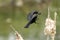 Black eastern kingbird flying in the middle of a green forest