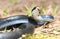 Black Eastern Racer Snake coiled in the grass flicking tongue