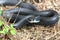 Black Eastern Racer Snake coiled in the grass flicking tongue