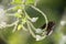 Black Eggfly butterfly eat nectar on flower with green blur bokeh