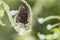 Black Eggfly butterfly on white flower plant with soft green blur bokeh background. Wild animal in spring greenery with copy space