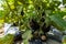 Black eggplant, aubergine plant fruits