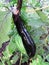 Black Eggplant Ready for the Dinner Table