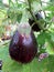 Black Eggplant Ready for Harvest