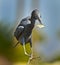 Black Egret