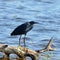 Black egret