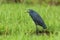 Black Egret with open mouth