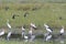 Black Egrets, storks and spoonbill