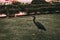 Black Egyptian bird walks on a green lawn with bushes and flowers