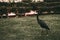 Black Egyptian bird walks on a green lawn close up.