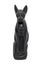 Black Egyptian cat on white background