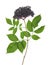 Black elder - Sambucus nigra