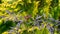 Black elder sambucus Sambucus nigra porphyrophylla `Eva` Purple spring leaves. Black Lace cultivar on yellow background