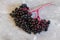 Black elderberries, Sambucus nigra, corymb on slate. Copy space, close-up