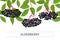 Black elderberry Stripe label, copy space with twig, berries, leaves. Sambucus. black elder, European elderberry