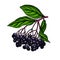 Black elderberry vector drawing. Hand drawn botanical branch with berries