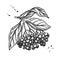 Black elderberry vector drawing. Hand drawn botanical branch with berries and leaves