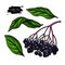 Black elderberry vector drawing set. Hand drawn botanical branch with berries