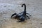 Black emperor scorpion crawling on the sand