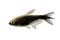 Black emperor tetra Nematobrycon amphiloxus tropical aquarium fish neon tetra