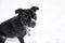 A black english stafford dog looking at the camera