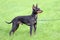 Black English Toy Terrier