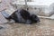 Black Eurasian beaver