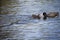 Black Eurasian Coot feeding newly hatched chick.