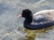 Black Eurasian coot in Hikiji River 1