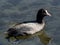 Black Eurasian coot in Hikiji River 4