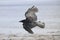 Black European carrion crow in flight with sea and beach background