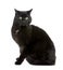 Black European Shorthair cat (5 years)
