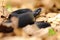 Black european viper