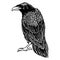 Black evil raven for halloween theme tattoo and t-shirt design. Vintage crow symbol of gothic, halloween, fear. Hunter bird. Great