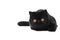 Black exotic shorthair kitty cat