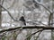 Black eyed junco on a frozen branch