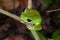 Black-eyed Monkey Frog