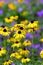 Black eyed Susan