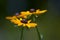 Black-Eyed Susan