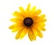 Black Eyed Susan