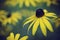 Black Eyed Susan