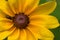 Black-eyed Susan and Beetle