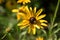 Black Eyed Susan Bloom and Tiny Bee on Sunny Day