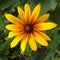 Black Eyed Susan Flower