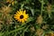 Black-eyed Susan flower beneath the weeds