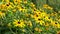 Black eyed susan flower blossoms, Rudbeckia hirta, waving gently in breeze.