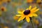 Black-eyed Susan flower bokeh background